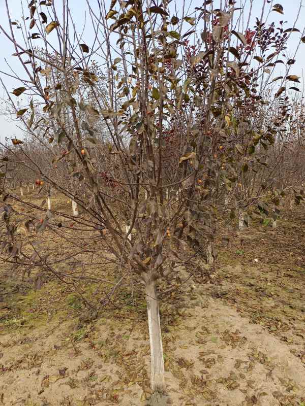 1734328296676914.jpg IMG_20211025_125545.jpg