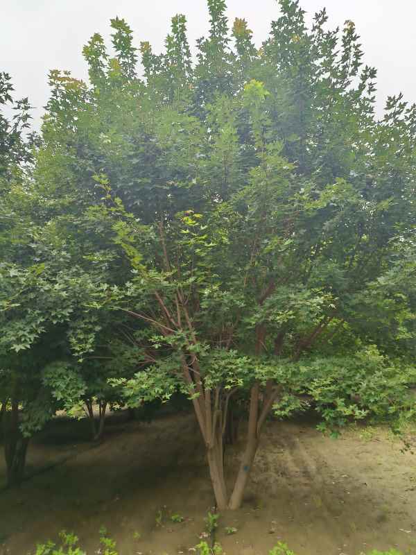 1734488537734796.jpg IMG_20230818_102129.jpg