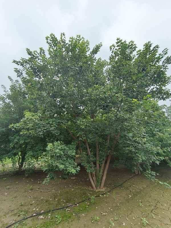 1734488928921212.jpg IMG_20230818_101924.jpg