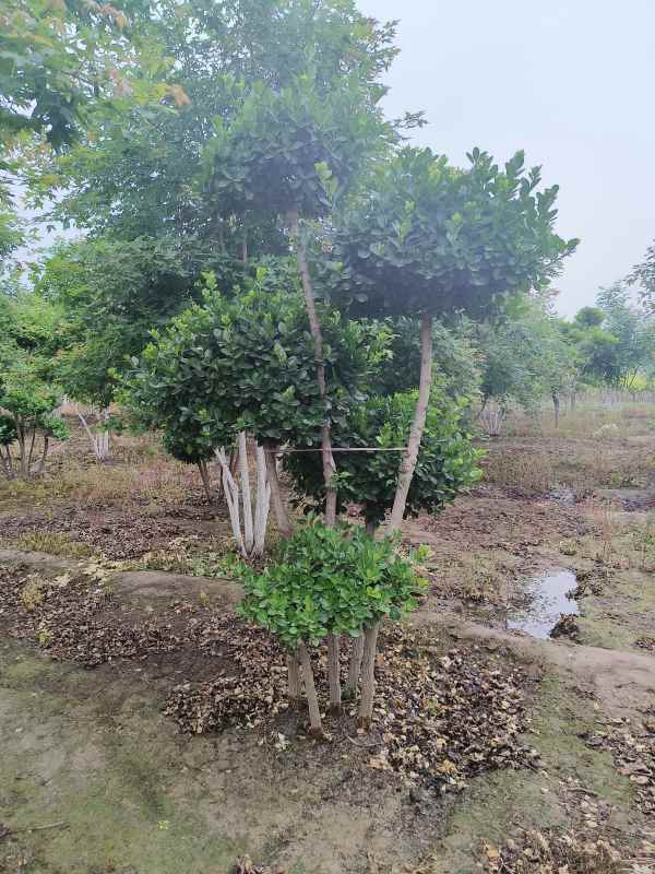 1734489008795869.jpg IMG_20230519_180948.jpg