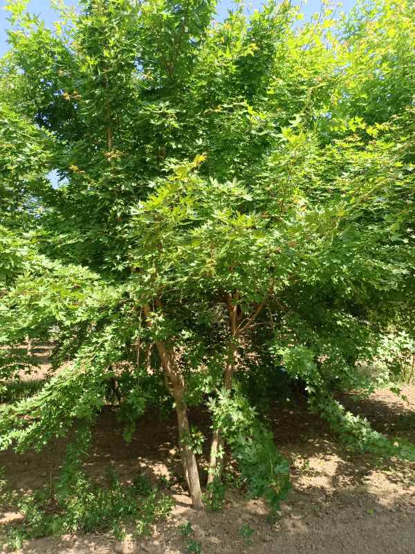 1734489150414420.jpg IMG_20220521_143737.jpg