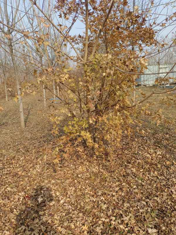 1734489940552125.jpg IMG_20211116_113423.jpg