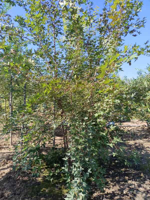 1734490124404288.jpg IMG_20211022_130045.jpg