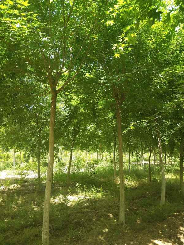 1734490728582686.jpg IMG_20200522_115332.jpg