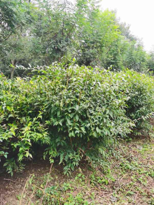 1734571794297801.jpg mmexport1635226934191.jpg