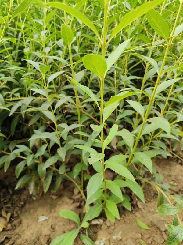 1734573646270458.jpg IMG_20230925_083843.jpg