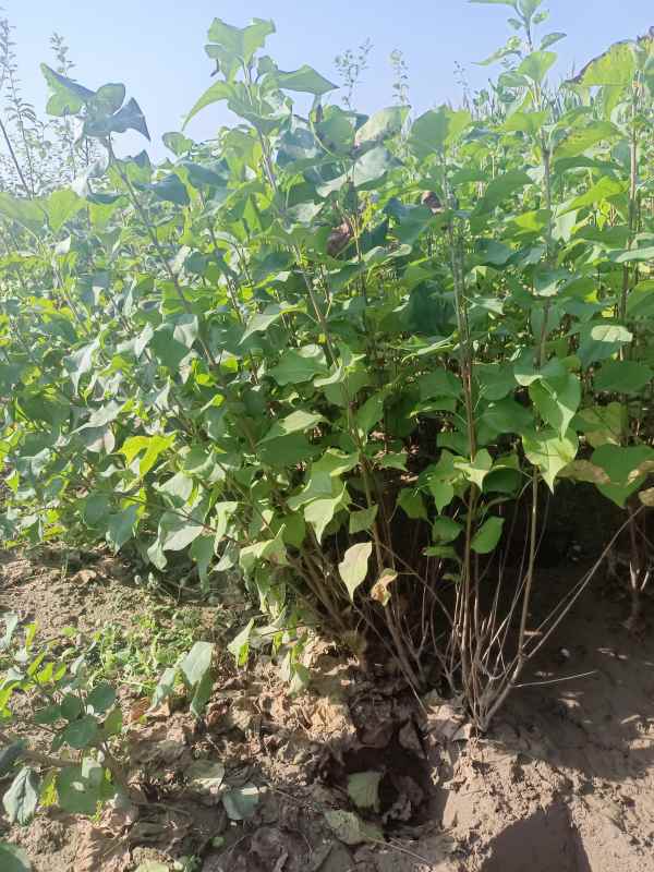 1734676759323587.jpg IMG_20220925_085202.jpg