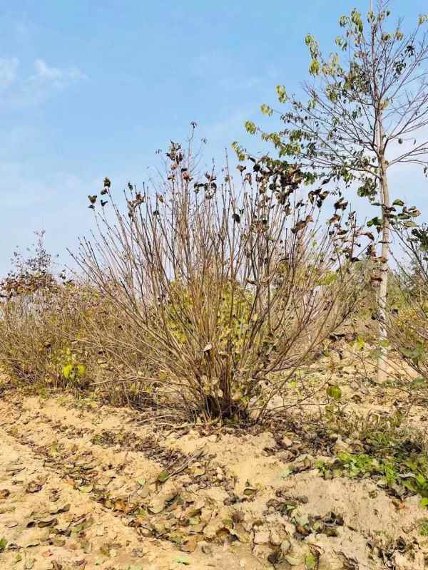 1734677059225473.jpg mmexport1635480377817.jpg