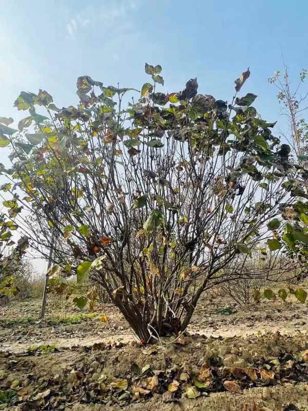 1734677742985164.jpg mmexport1635480363011.jpg