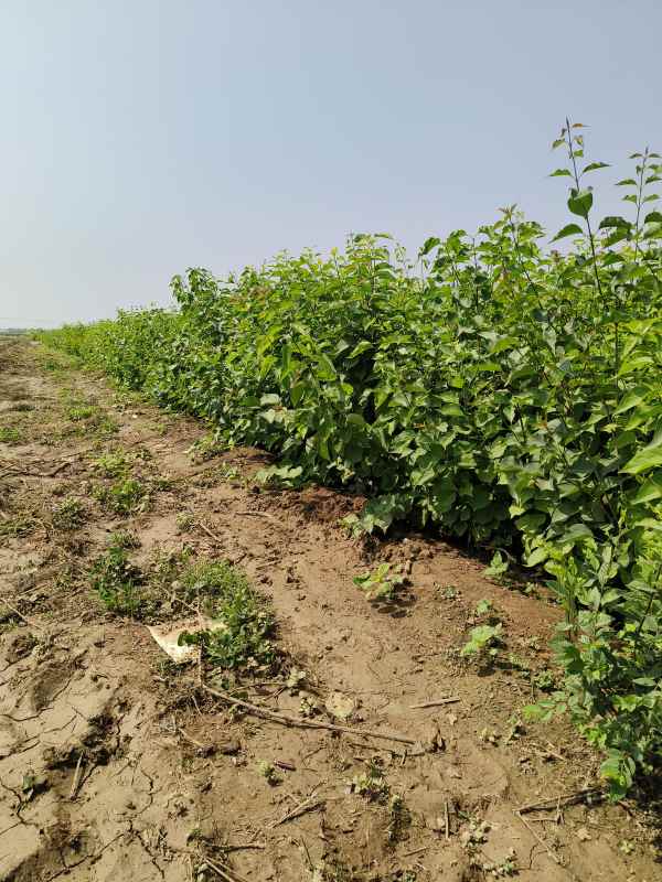 1734677820977040.jpg IMG_20230516_101248.jpg