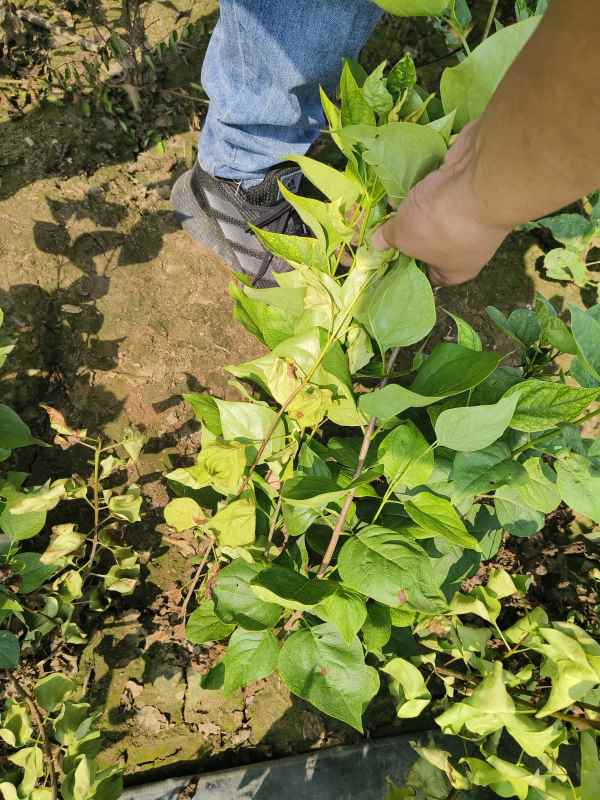 1734678016815775.jpg IMG_20230831_105637.jpg