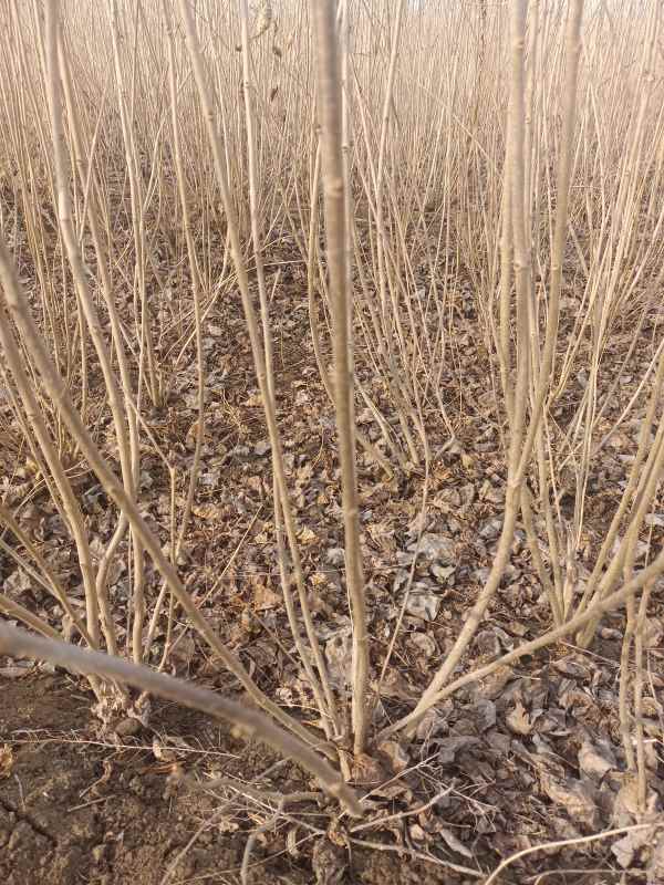 1734679313661712.jpg IMG_20230221_092518.jpg