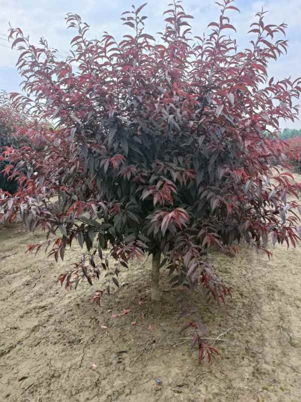 1734759803599008.jpg mmexport1686192136082.jpg