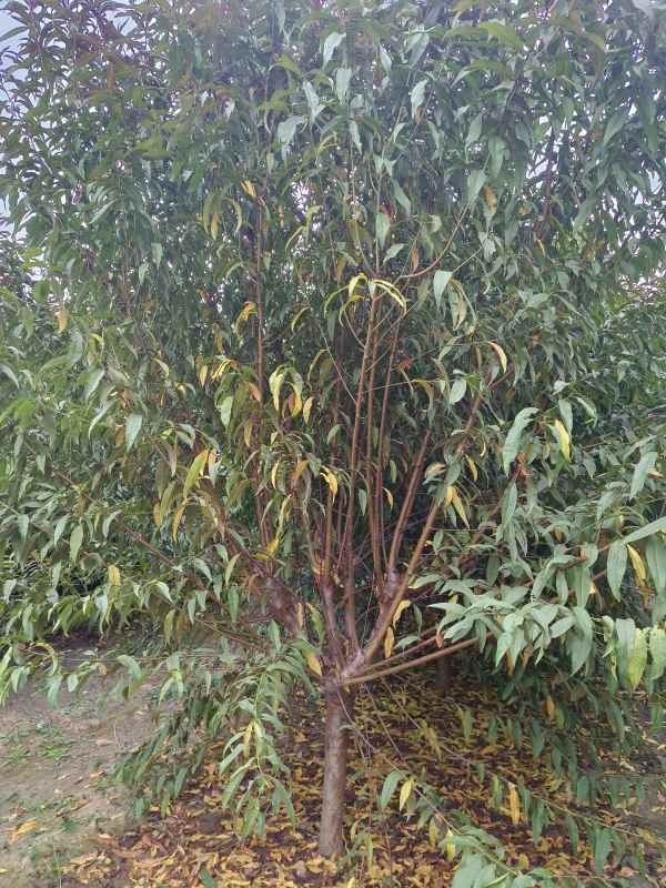 1734760621372009.jpg IMG_20231006_154817.jpg