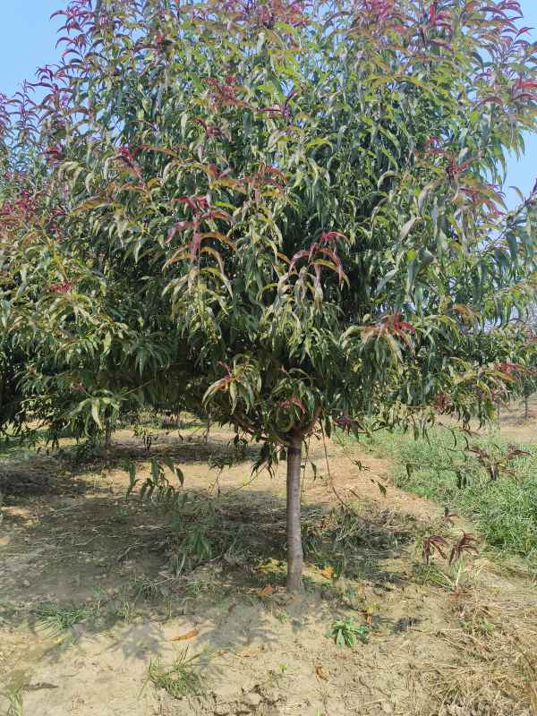 1734761292114935.jpg IMG_20230831_104727.jpg