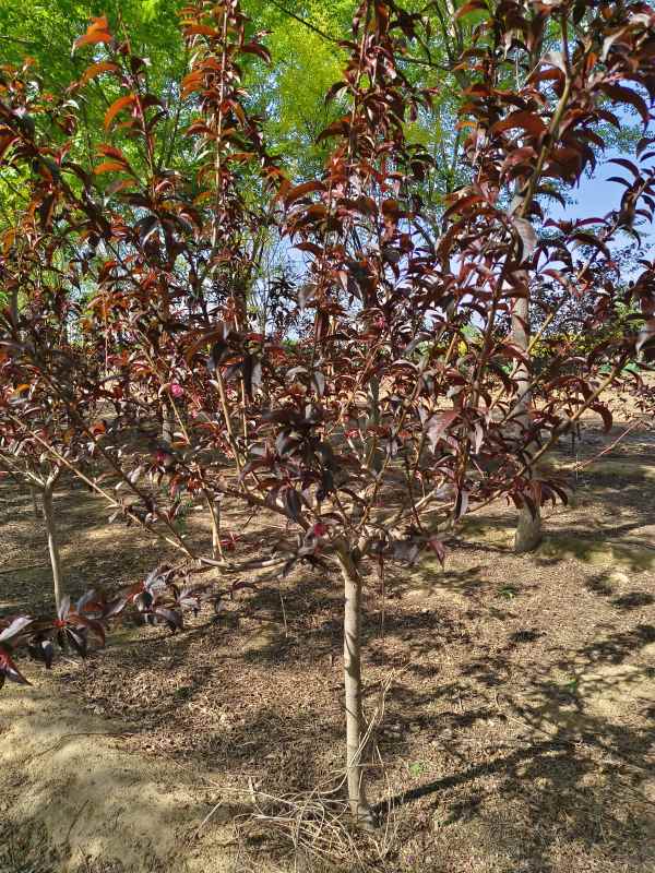 1734762024142385.jpg IMG_20230426_092315.jpg