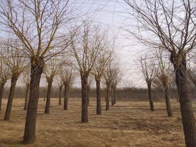 金絲垂柳為城市園林中的璀璨明珠,彰顯其獨特價值_最新苗木行情價格免費報價