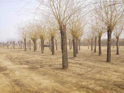 金絲垂柳的生態習性有哪些_最新苗木行情價格免費報價