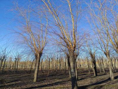 金絲垂柳在城市綠化中的應用與養護_最新苗木行情價格免費報價