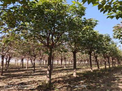 楸樹老樹復壯技術_苗木價格行情免費報價