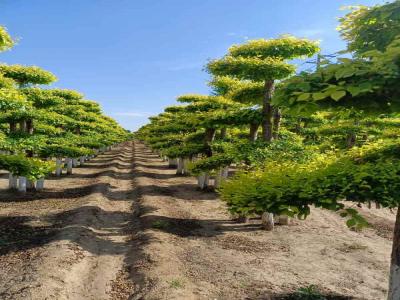 造型金葉榆:種植、修剪與景觀設計_提供免費苗木報價