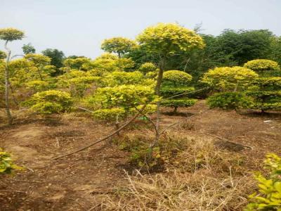 造型金葉榆:從選種到養護的全過程_提供免費苗木報價