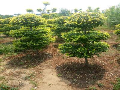 打造美麗景觀:造型金葉榆的種植指南_提供免費苗木報價