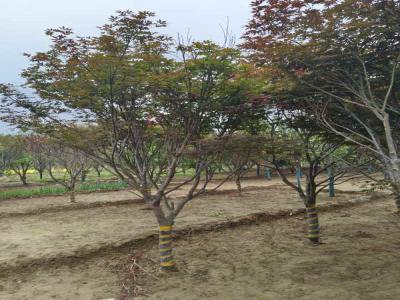 探索日本紅楓的種植奧秘_提供苗木報價