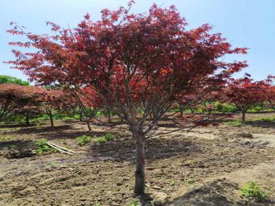 日本紅楓種植秘籍：讓紅葉滿園_提供苗木報價