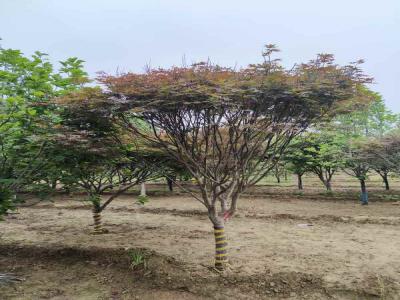 如何成功種植并養(yǎng)護日本紅楓_提供苗木報價