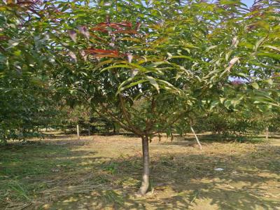 紅葉碧桃：小區城市綠化的綠色名片及苗木報價