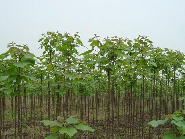 1746418532448963.jpg fcf4755778020489165066060f79a1c1_d0b8d64960a0d16241b66b4d25ed9f9e.jpg