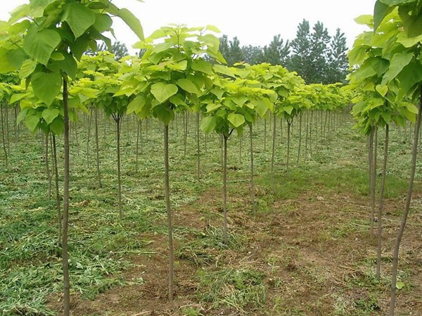 1746418539233335.jpg 2d10270e11f8c0c1ae7c3f6c99747cd4_8e603ca6158939d09d02614eb833306d.jpg