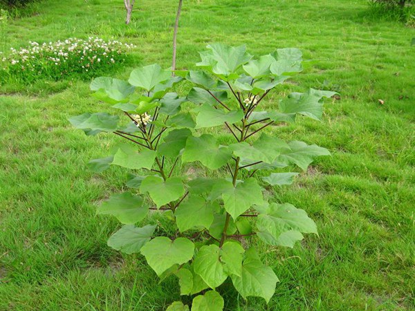 1746418523106576.jpg 7927a8beea59a59f418c17e5d4786cb2_e0801b6ac42cae7a818051409297aa48.jpg