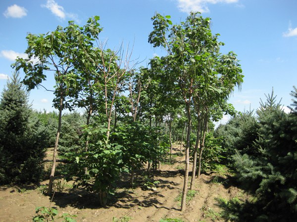 1746418511232858.jpg 4391217039cfc7e4f0387566fde04e08_e3629984a4603f0e5730691920260672.jpg