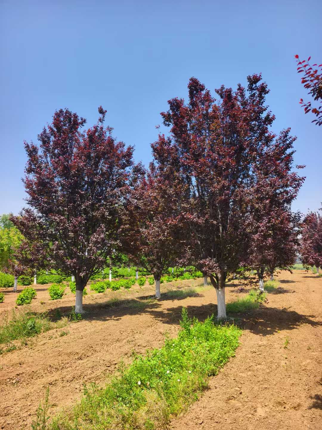 1750990279692974.jpg 1750401807667966.jpg