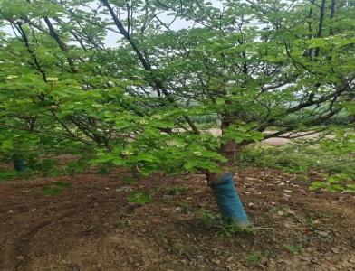 普及12公分垂柳種植需要注意點什么呢！