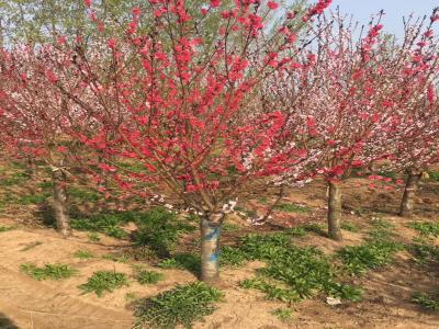 8-12公分容器假植碧桃批發