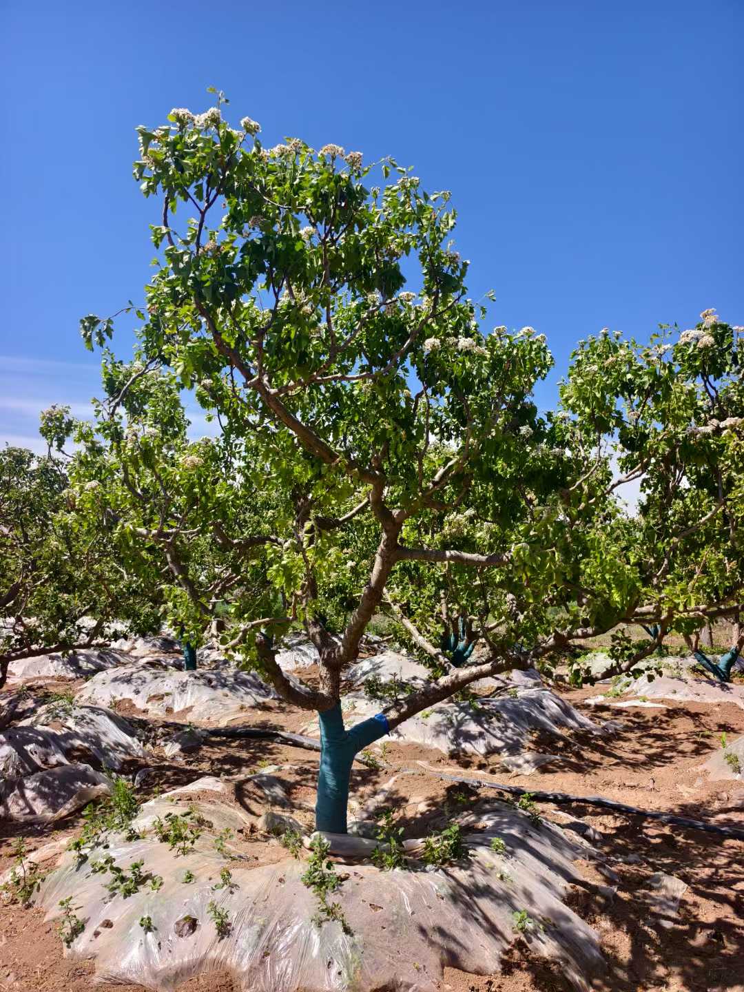 1751338715108790.jpg 1750401711401088.jpg