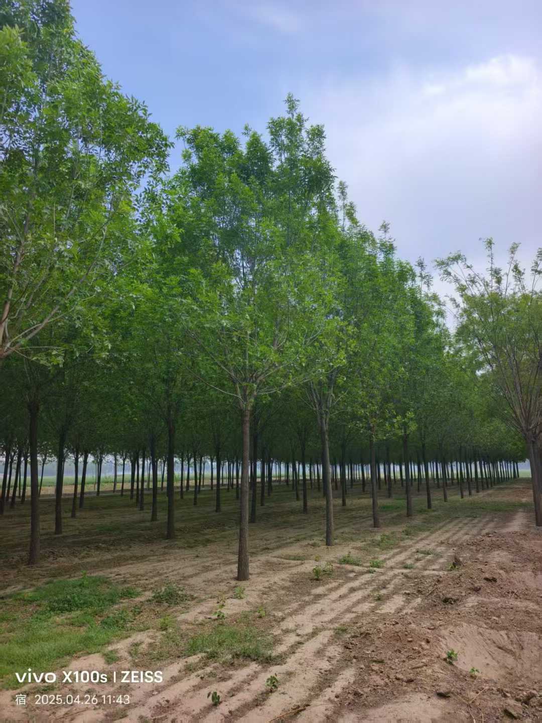 1751709686360102.jpg 1750401901701498.jpg