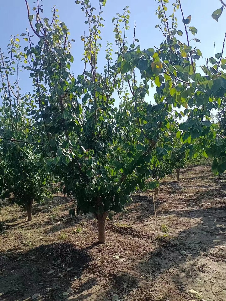 1752125995556519.jpeg 1750404851670619.jpeg