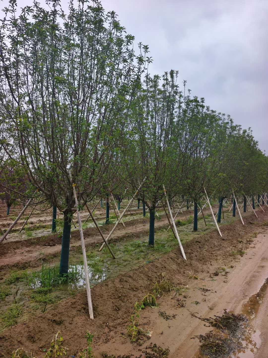 1752200984120164.jpg 1750402035448376.jpg