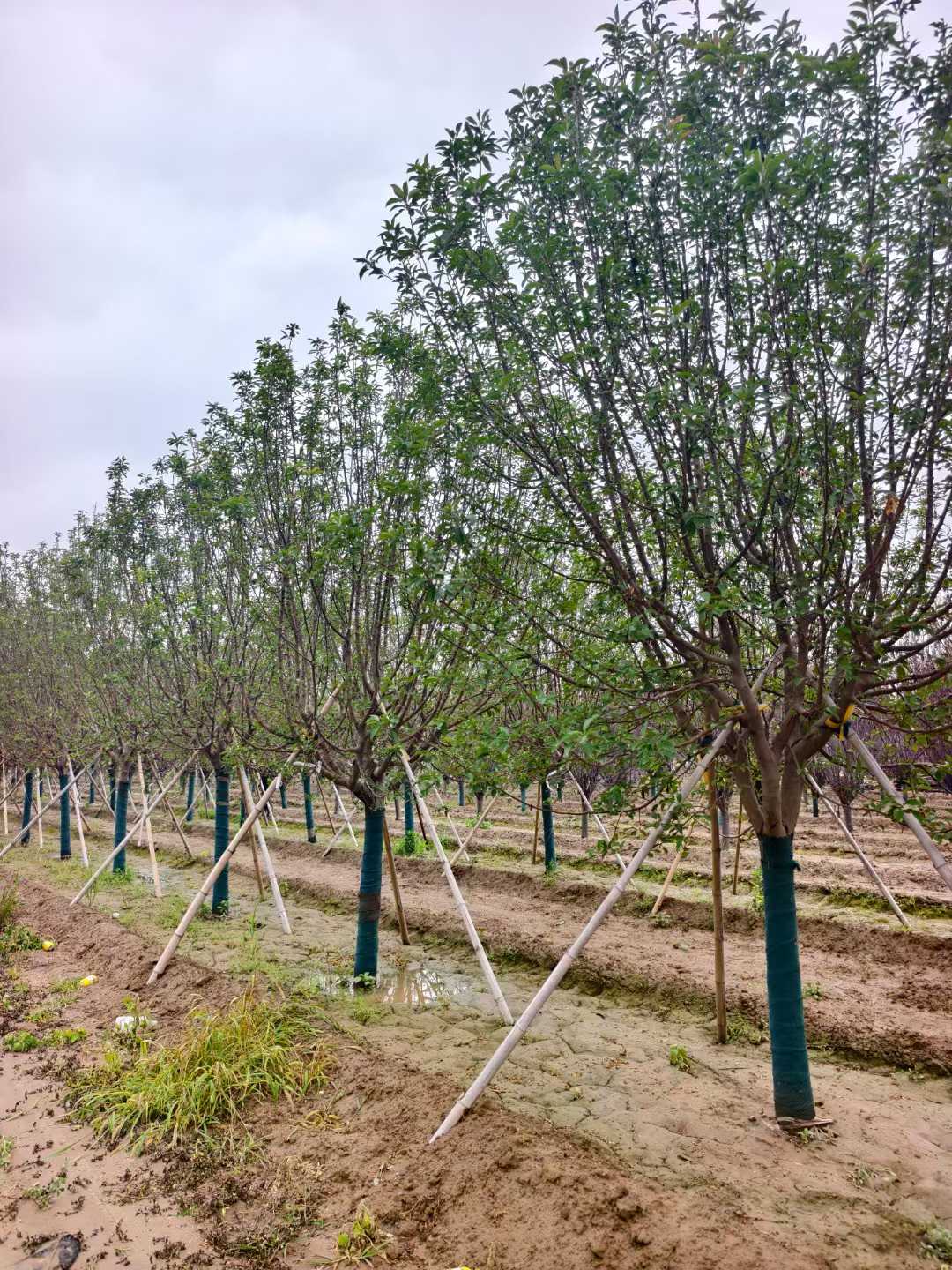 1752201022366707.jpg 1750402035540759.jpg