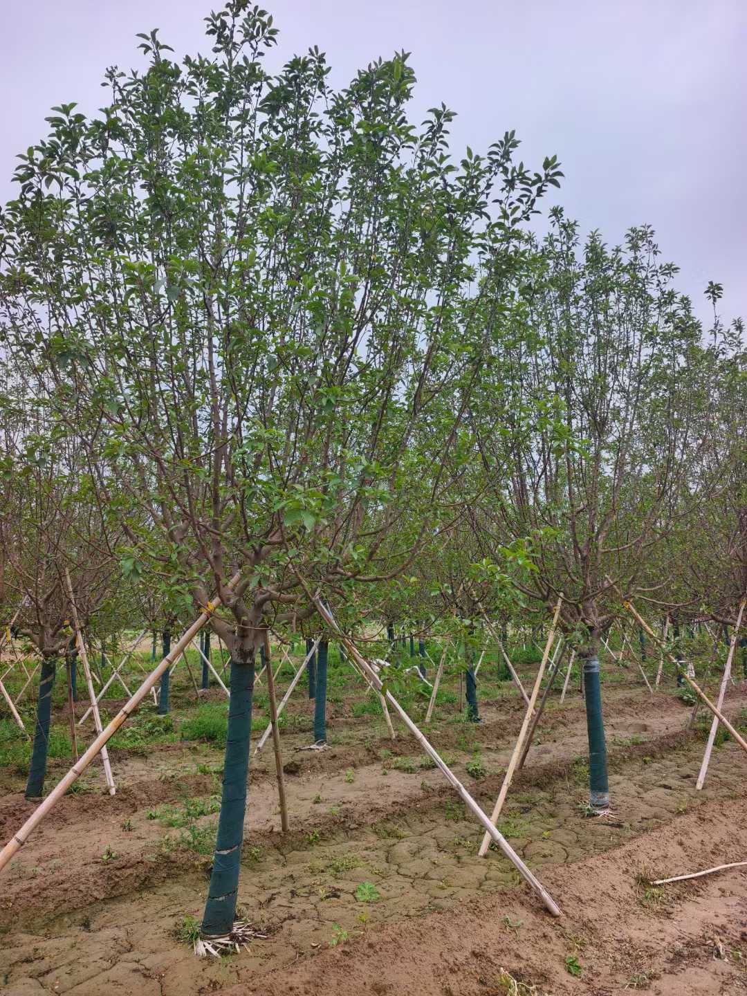 1752201037265384.jpg 1750402035369208.jpg