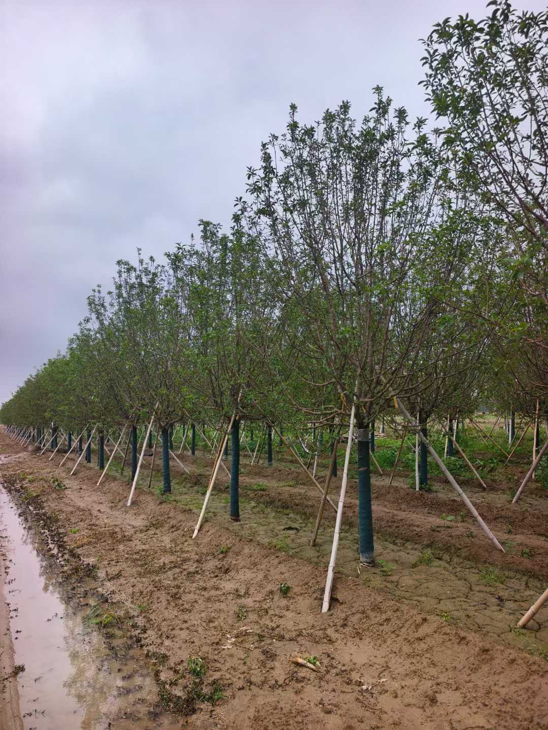 1752201133940386.jpg 1750402035729003.jpg