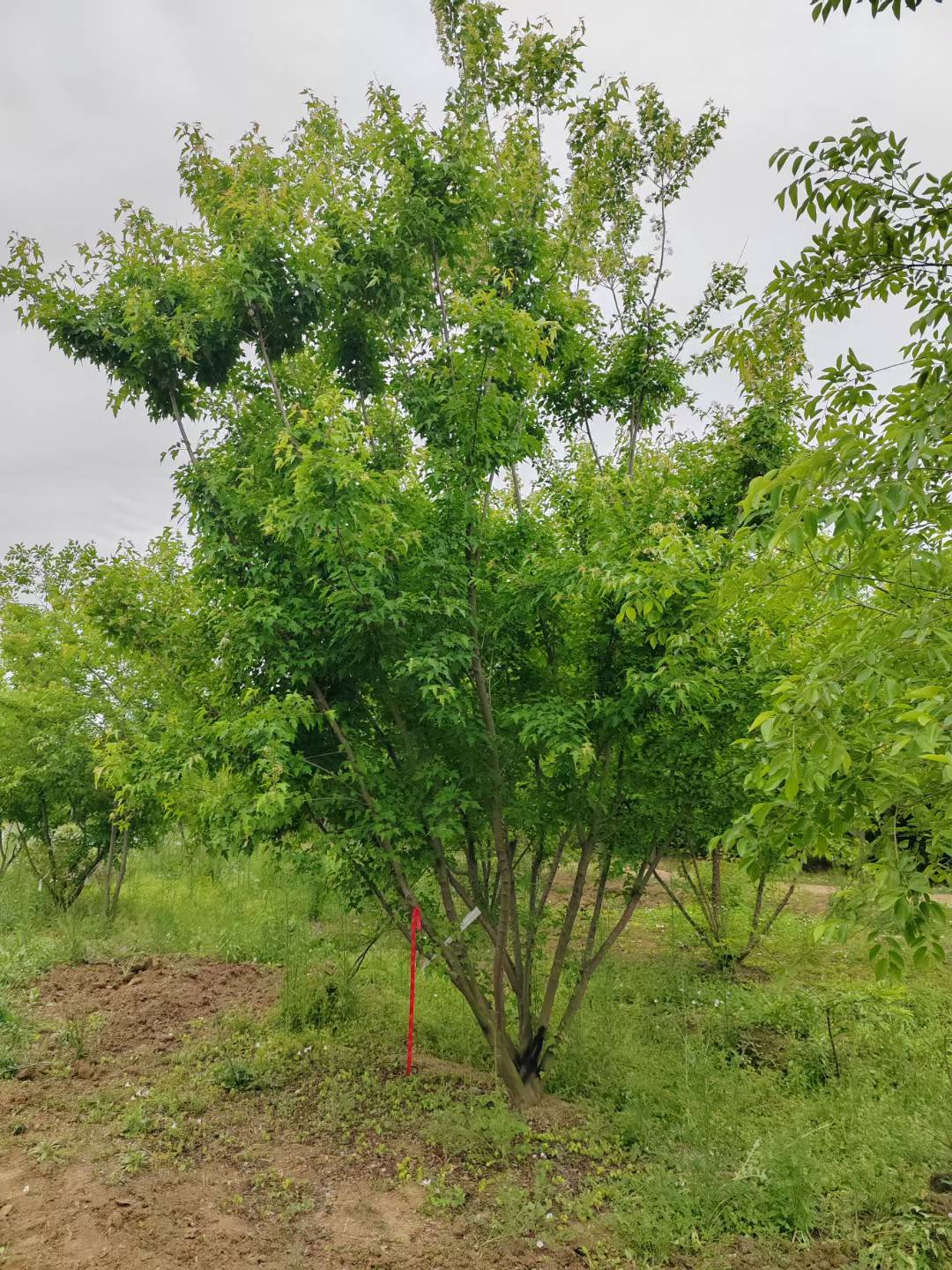 1752803576450319.jpg 1750402234534998.jpg