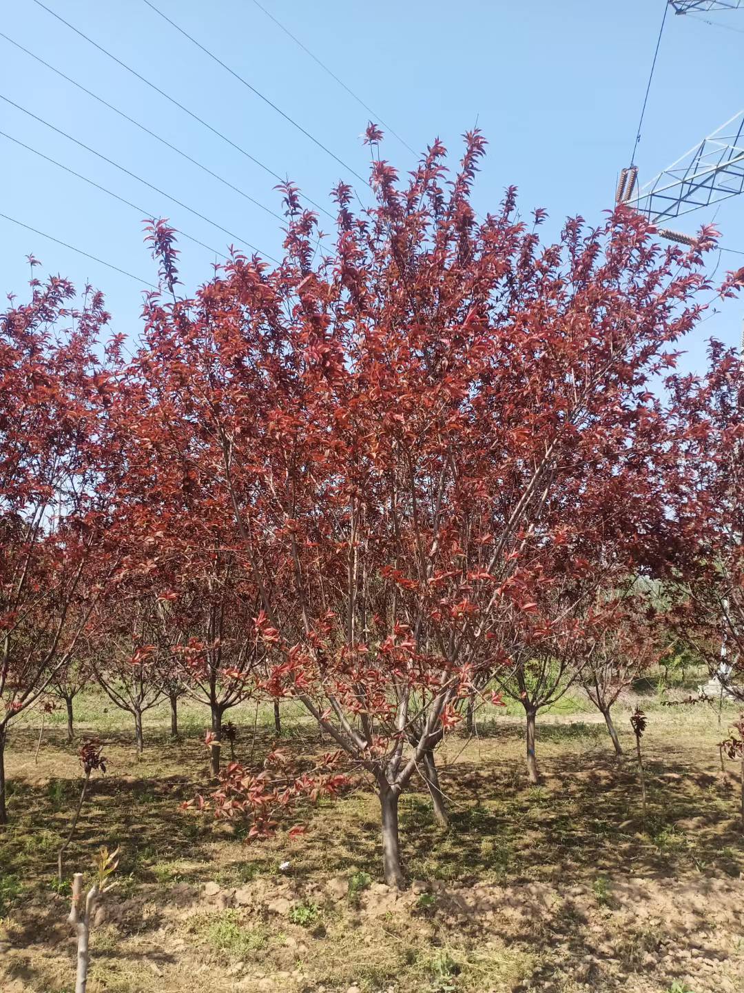 1754465715480564.jpg 1750403679363908.jpg