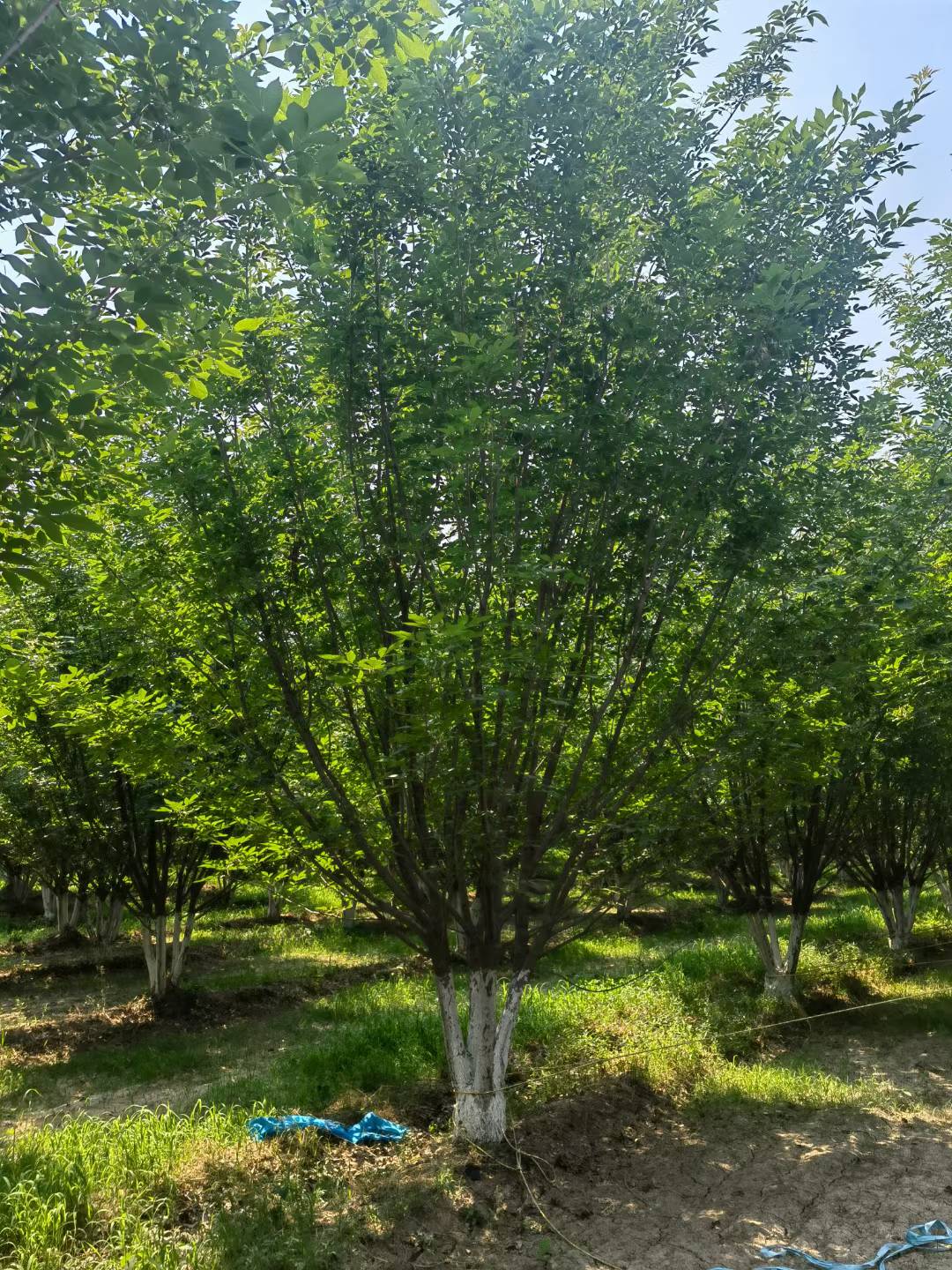 1755305352582129.jpg 1750402099259204.jpg