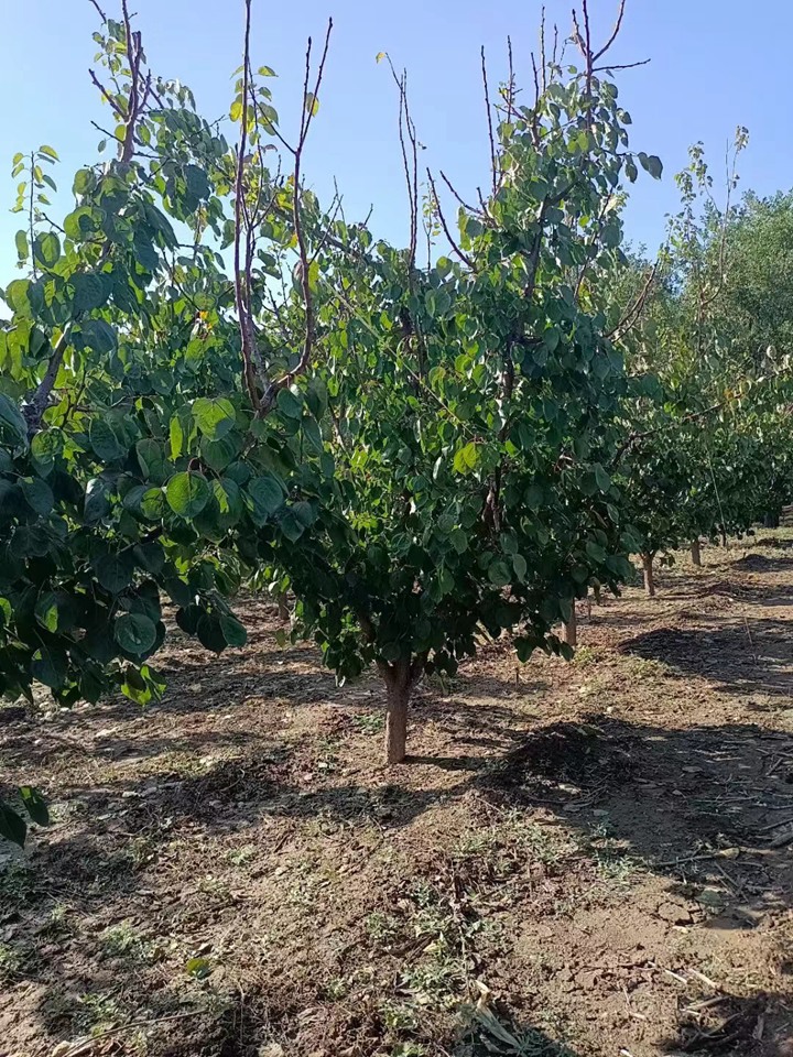 1756545292751359.jpeg 1750404851632719.jpeg