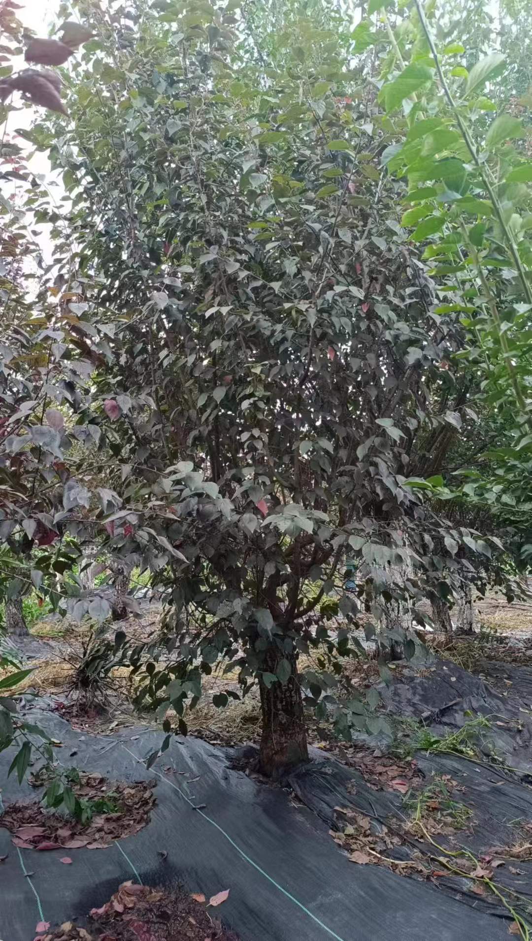 1756778747994522.jpg 1750404489921488.jpg